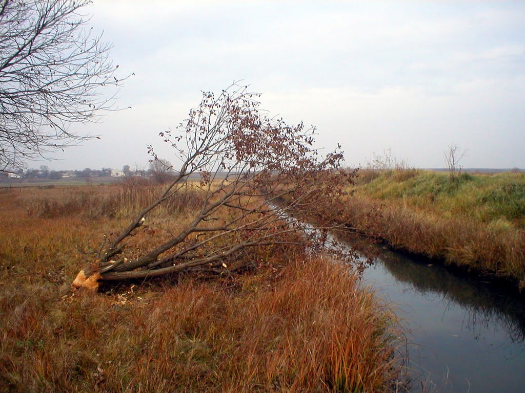 Дерево повалене бобрами біля ставка, A tree fell beaver pond, Демидовка