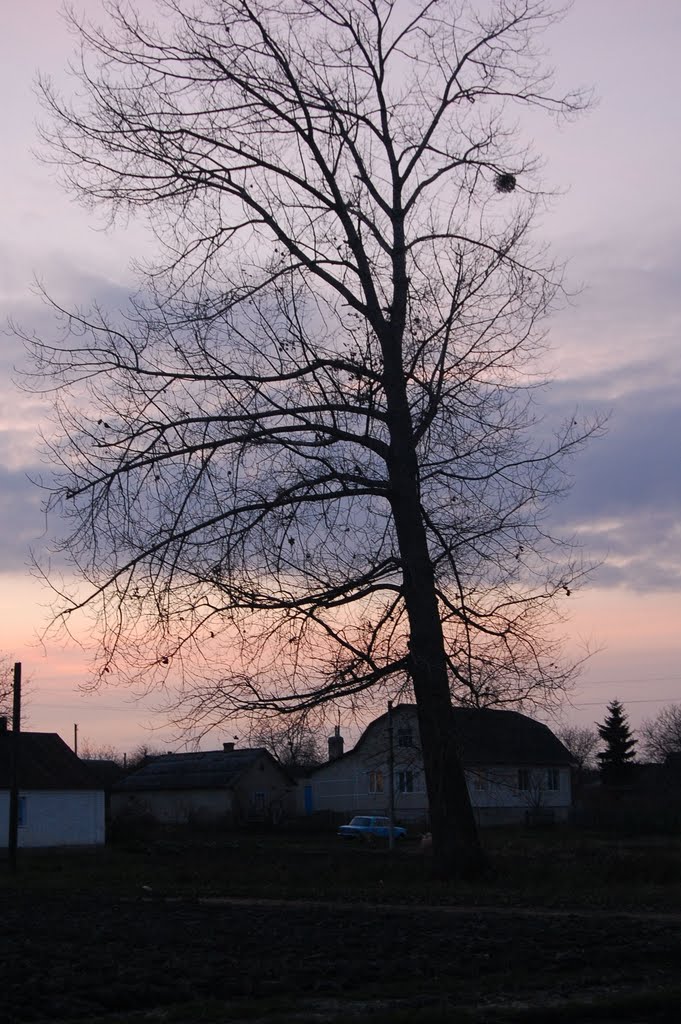 Дерево на фоні осіннього неба. Tree against the background of the autumn sky., Демидовка