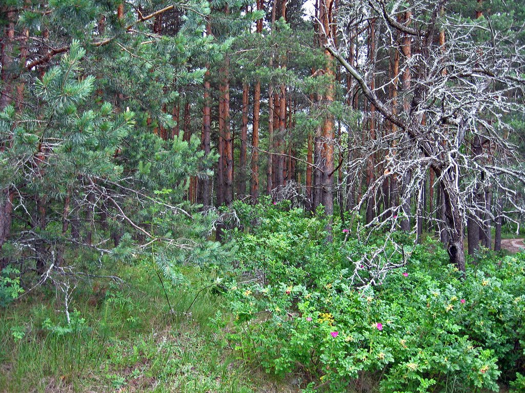 Forest, Клесов
