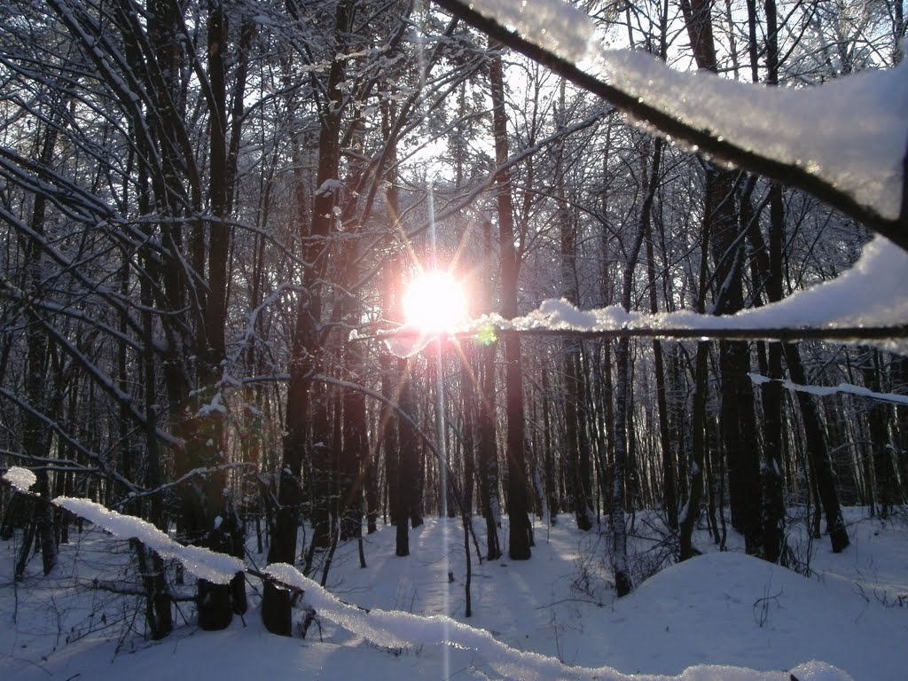 Сонце на гілці, Костополь
