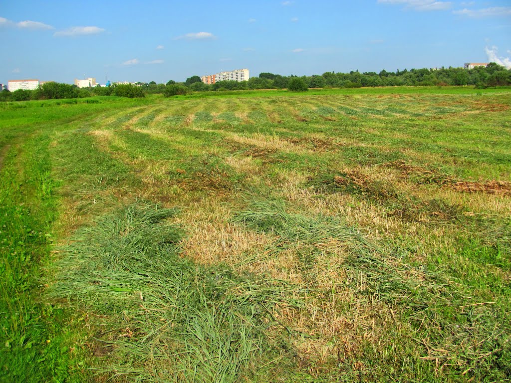 Валки скошенной травы., Кузнецовск