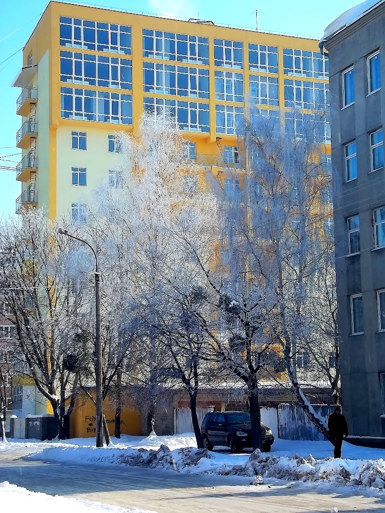 birch in frost, Ровно