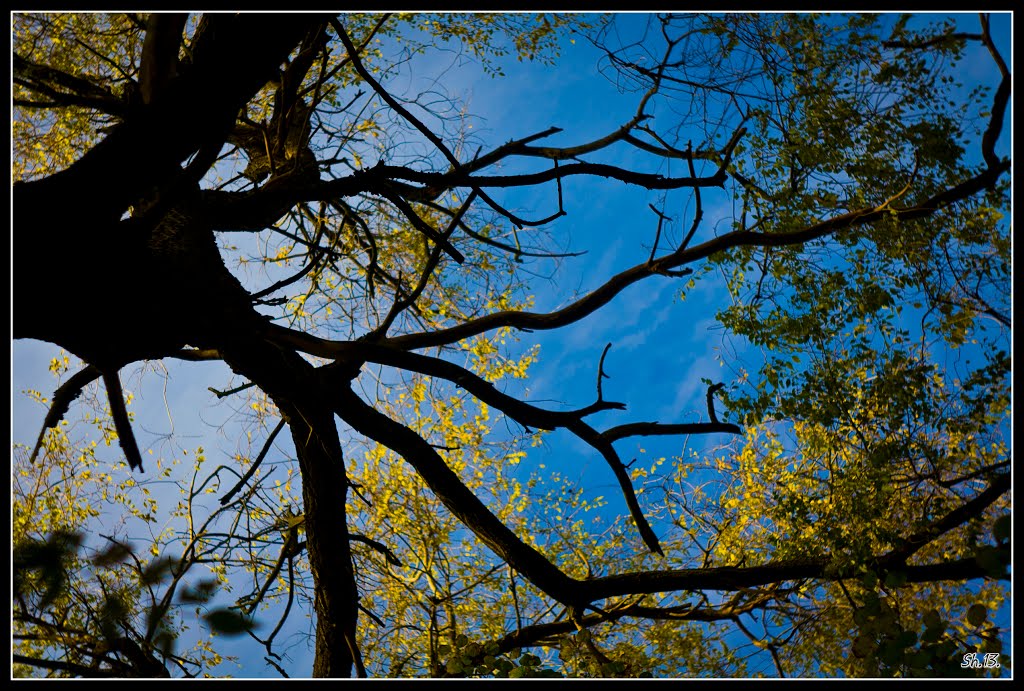 Sky in the branches..., Ровно