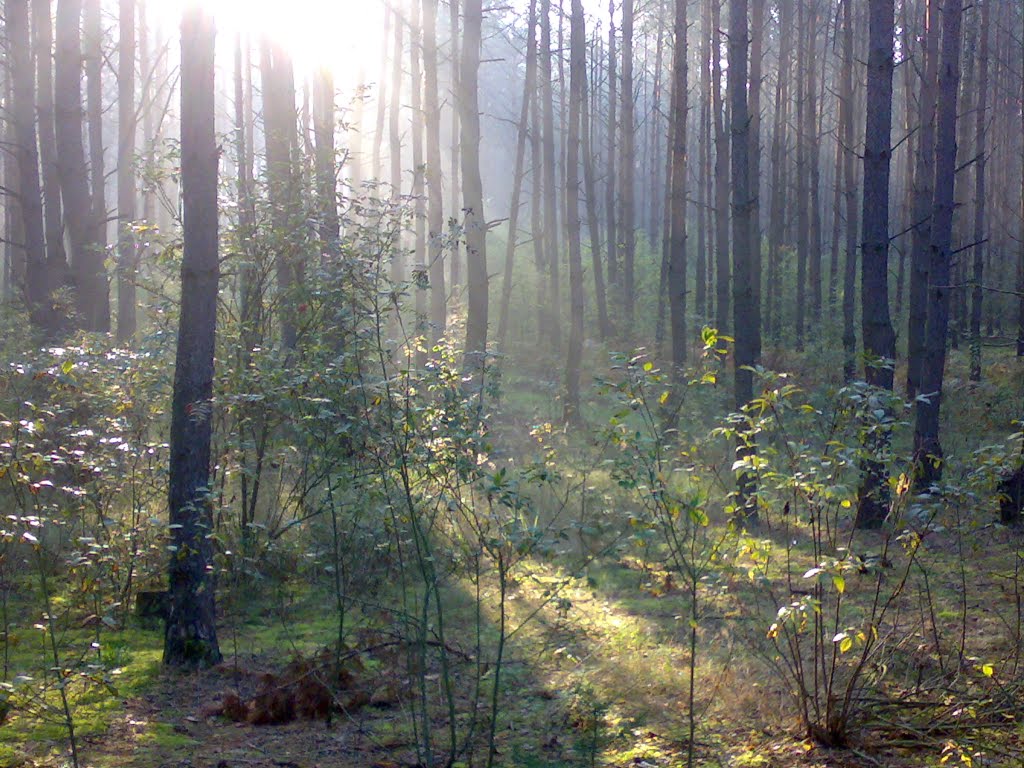 Ранковий ліс, Червоноармейск