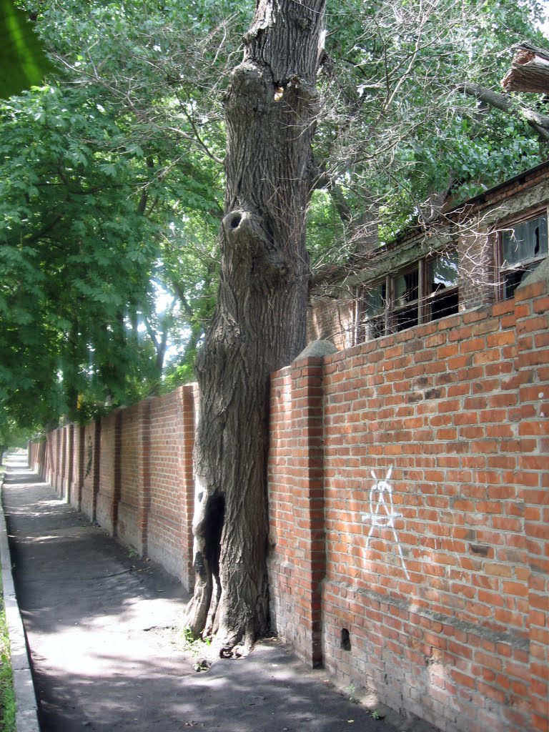 дерево і паркан, Ахтырка