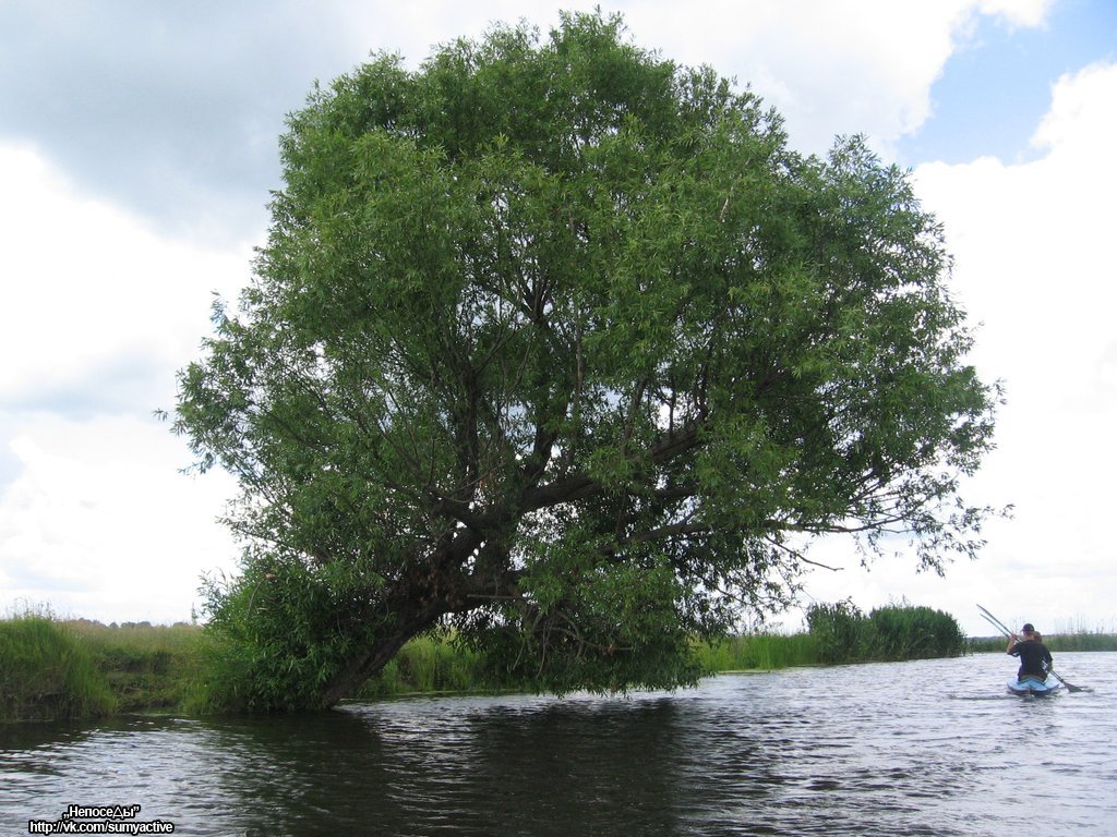 Дерево над рекой, Кириковка