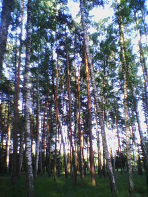 лес, Недригайлов