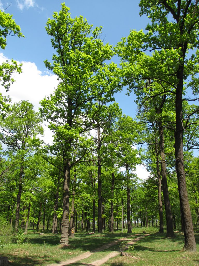 Картинки СЕВЕРНАЯ ДУБРАВА