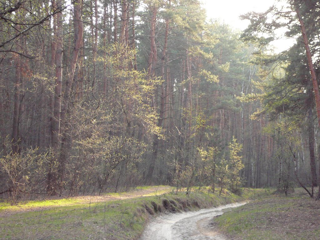woods road, Тростянец