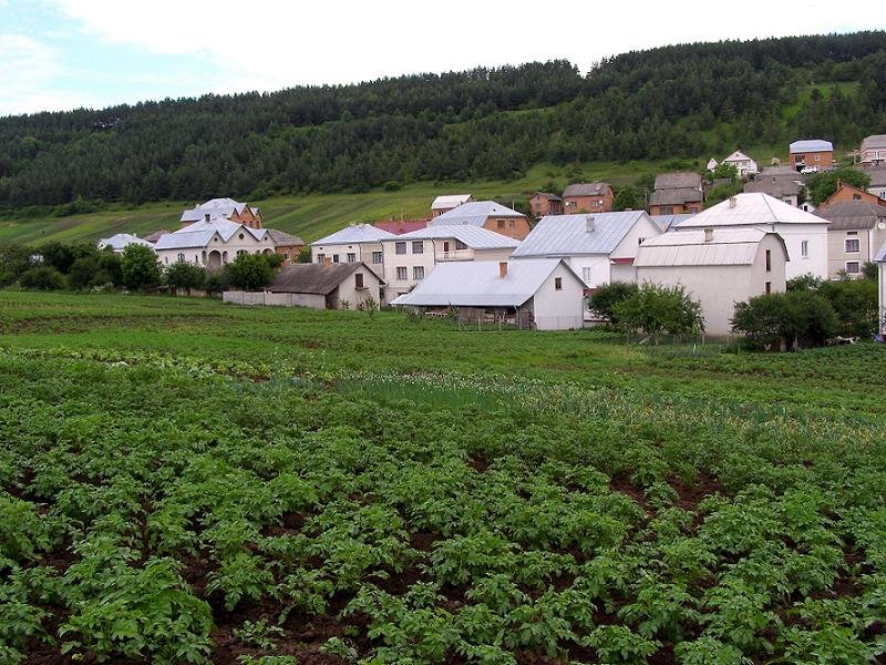 Potatoe fields, Бережаны