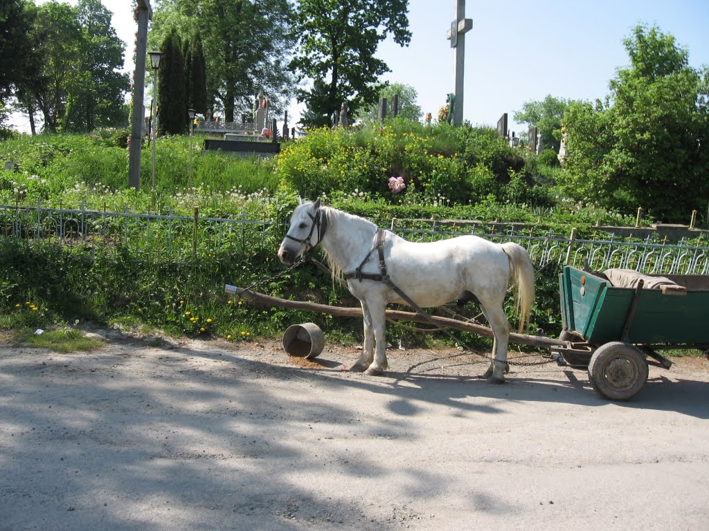 біла конячка ♦ white horse, Заложцы