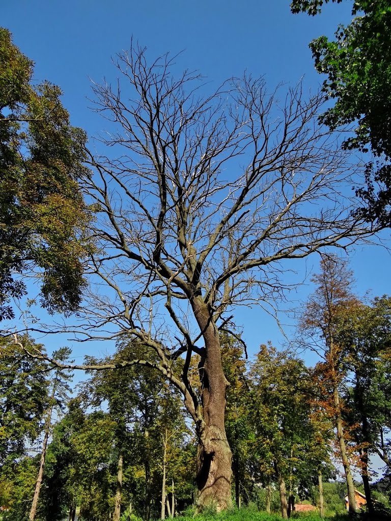 Збараж - мертве дерево, Zbarazh - dead tree, Збараж