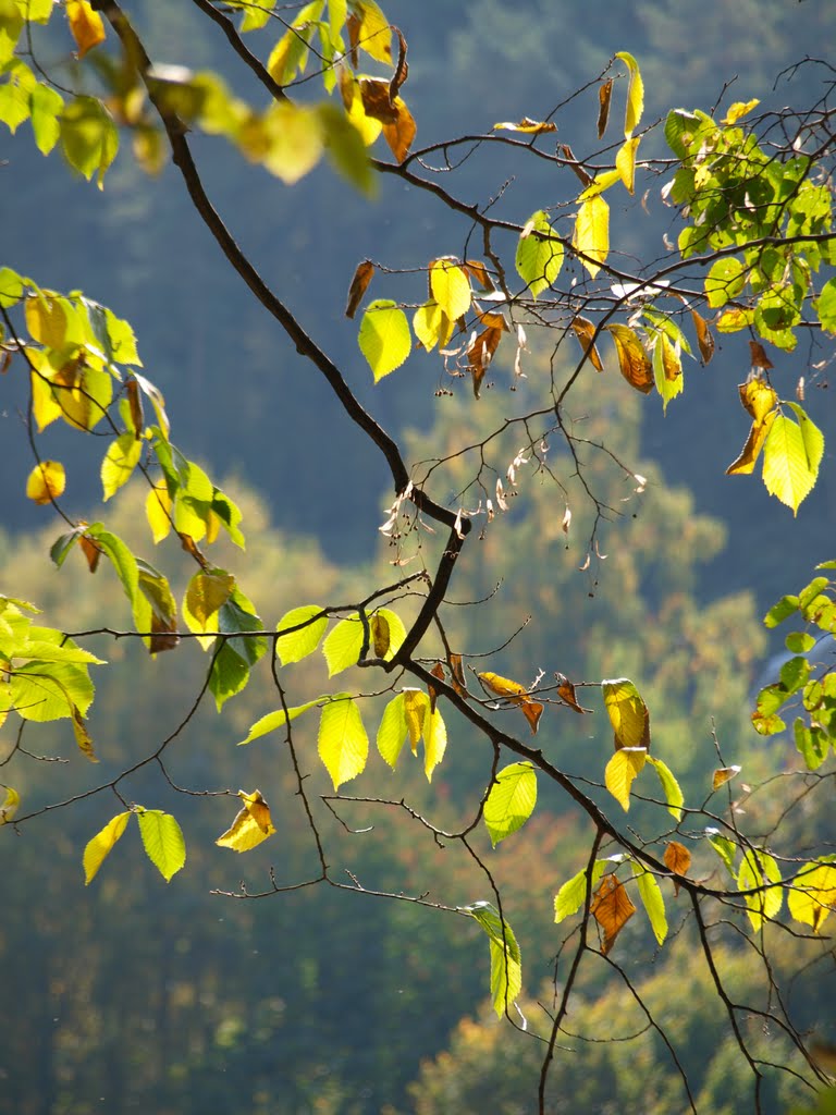 Осенние листья / Autumn leaves, Кременец