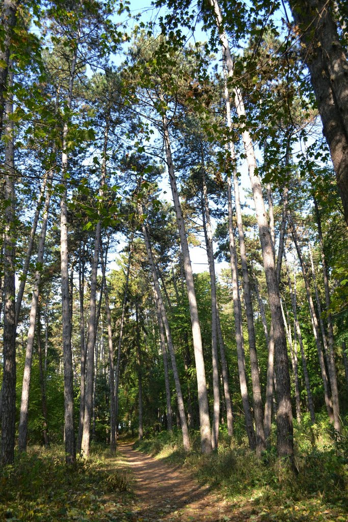 Лісова алея, Теребовля