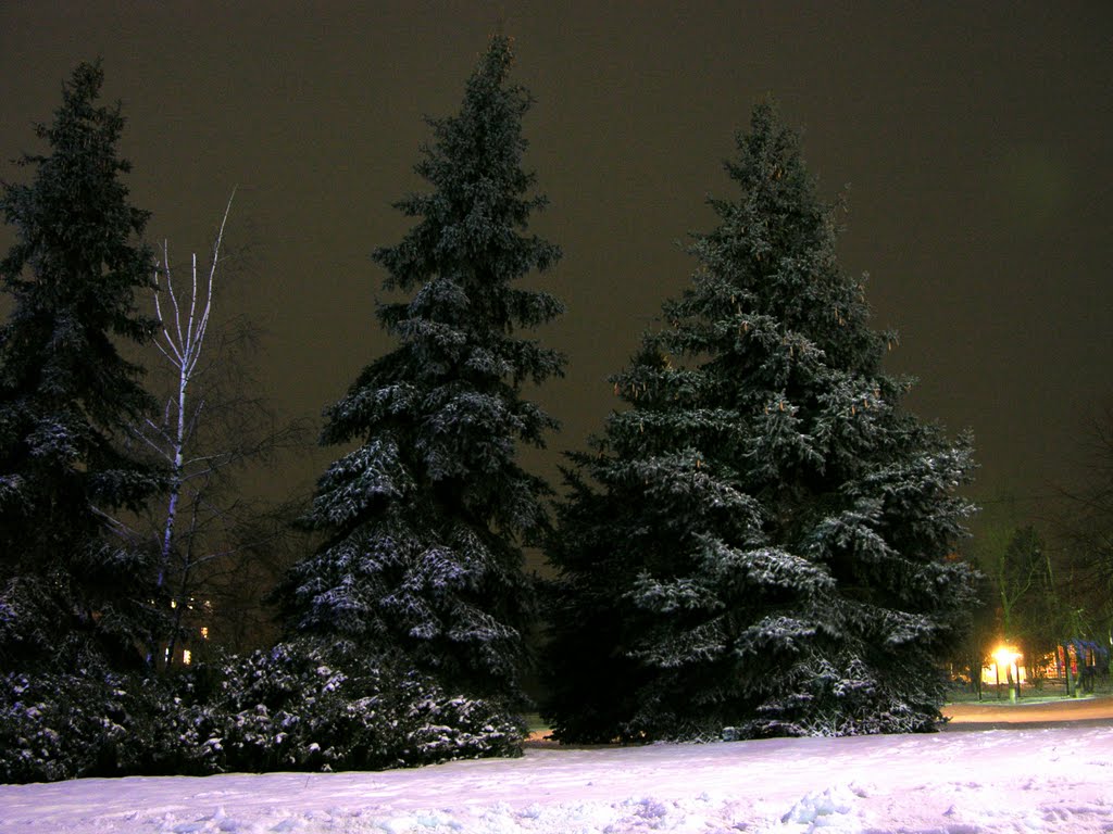 Зимний ночной Лысый парк 15.01.2010, Балаклея