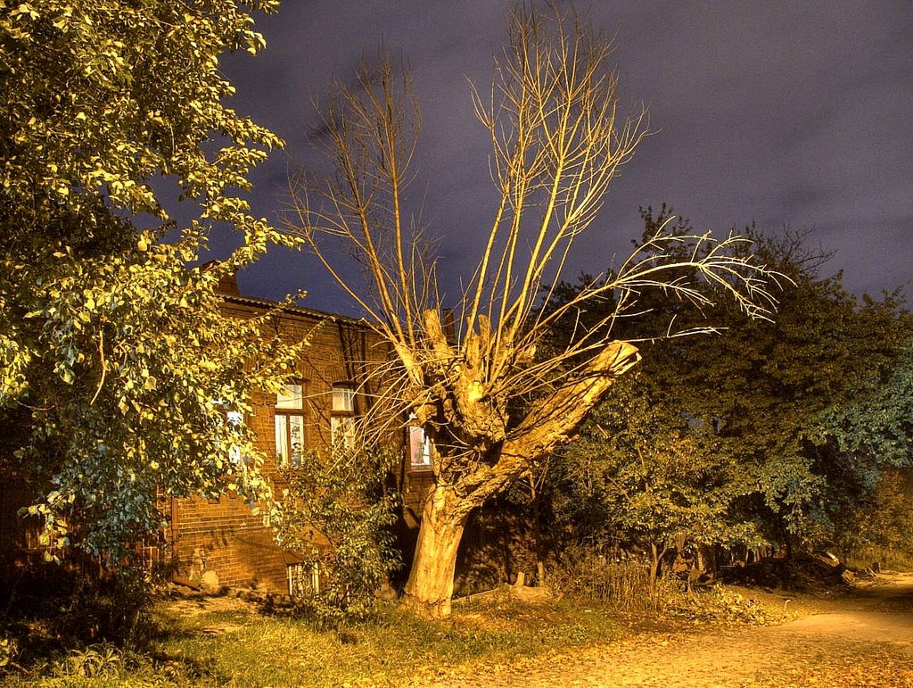 Dead tree. Oct 2006, Боровая