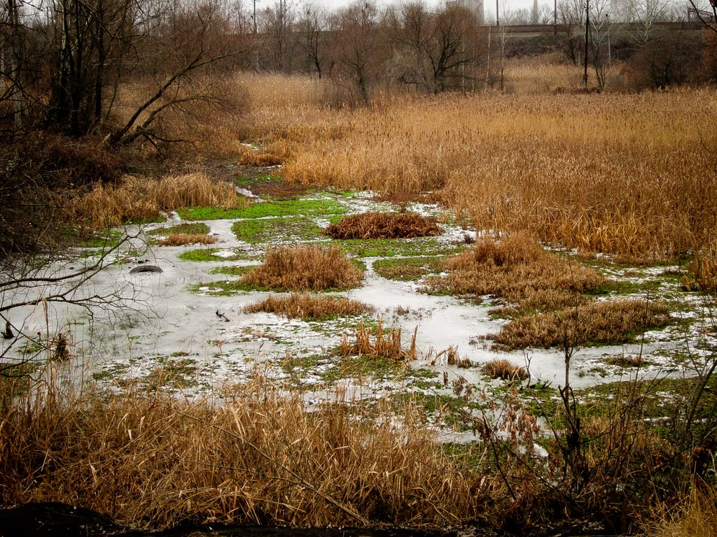 The frozen swamp - скувало льодом болото..., Боровая