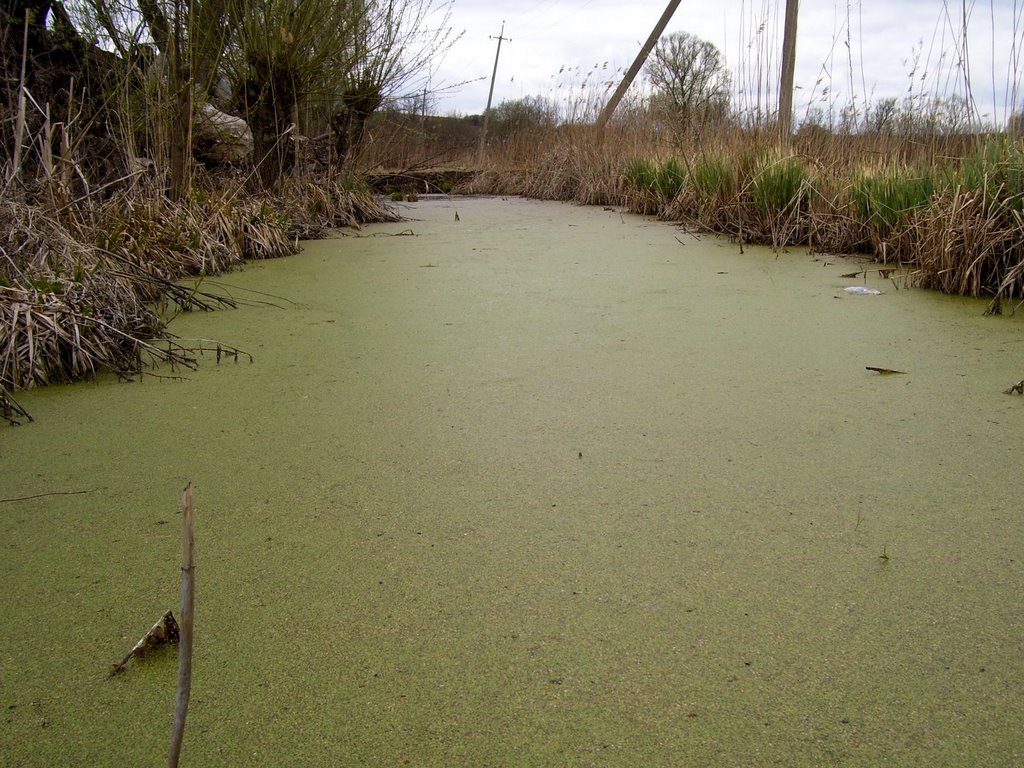 Озёра Копанка и Шаманка - Энциклопедия Бобруйска