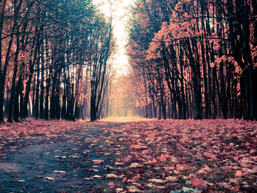 Осень в лесу, Буды
