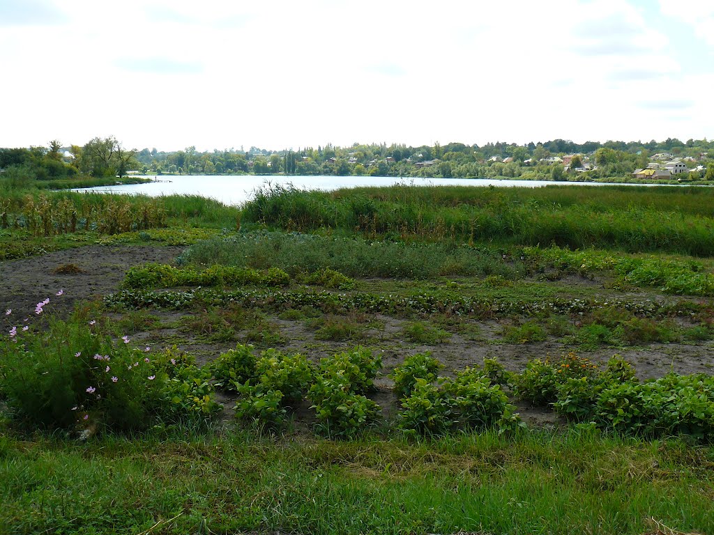 Панорама Валок у озера., Валки