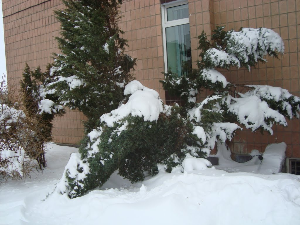 Зима на микрорайоне, Красноград