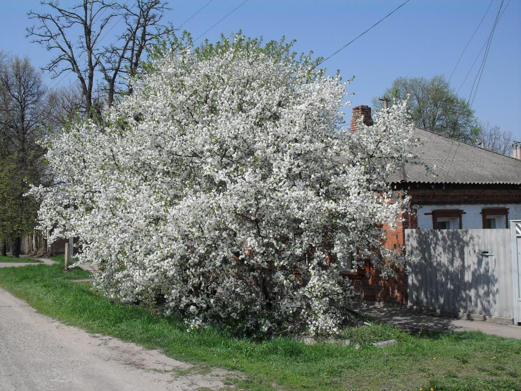 Май 2010.Вишня., Красноград