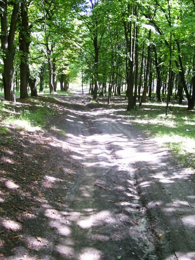Дорога в лесу, Люботин