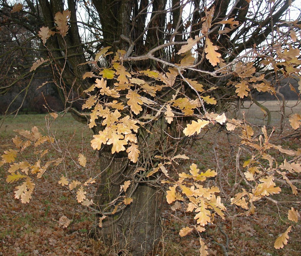 Осенняя мозаика, Аскания-Нова