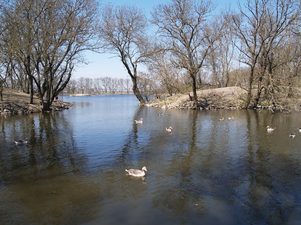 Птичье озеро а зоопарке, Аскания-Нова