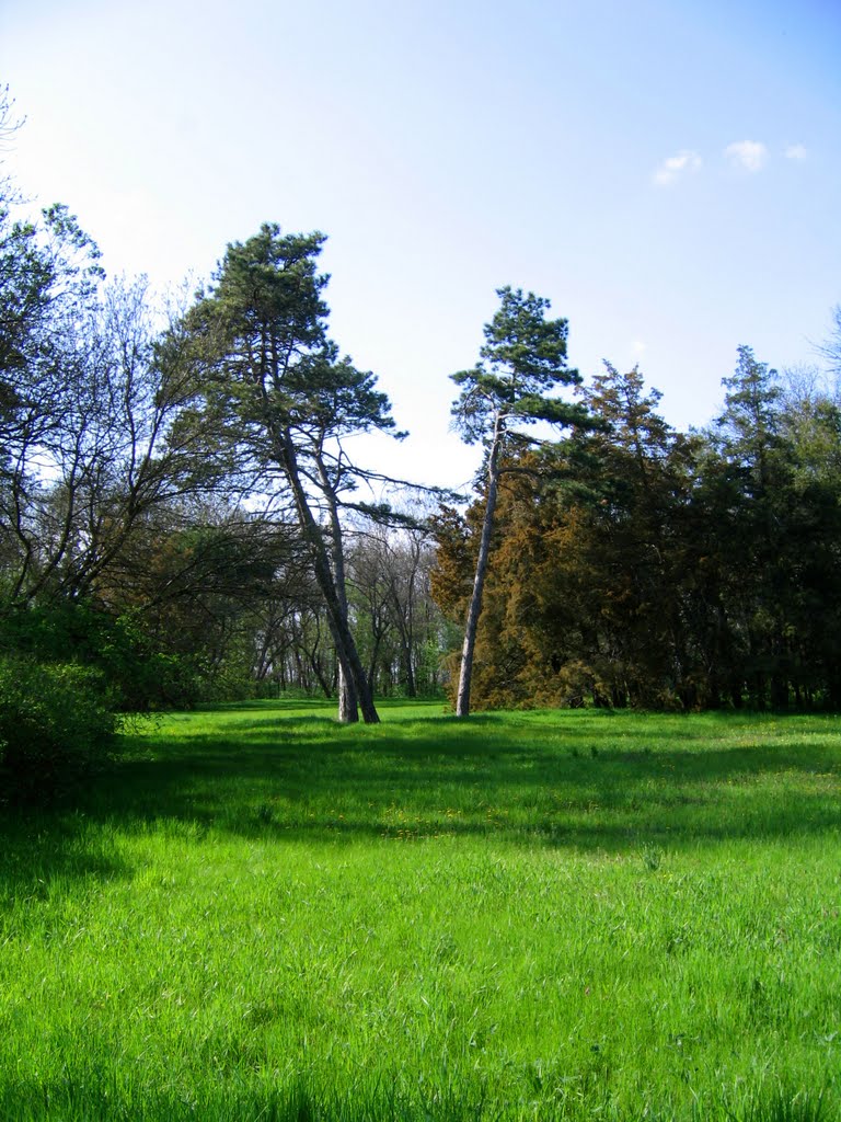 Поляна в парке. Три сосны., Аскания-Нова