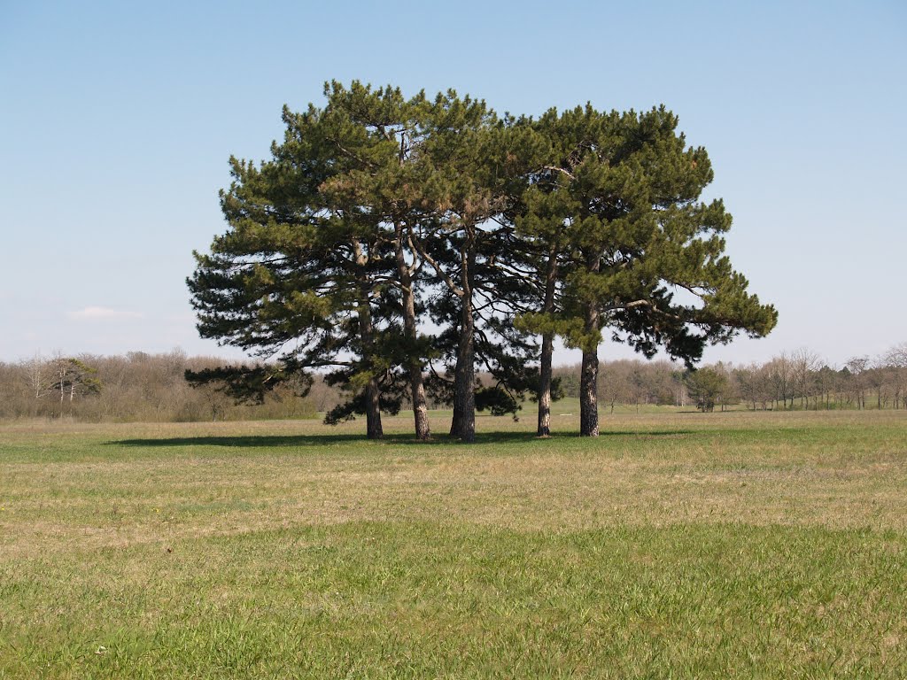 Пять деревьев на поляне, Аскания-Нова