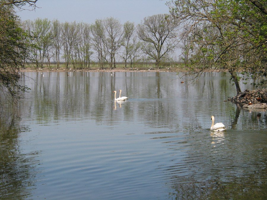 Swan lake - Лебединое озеро, Аскания-Нова