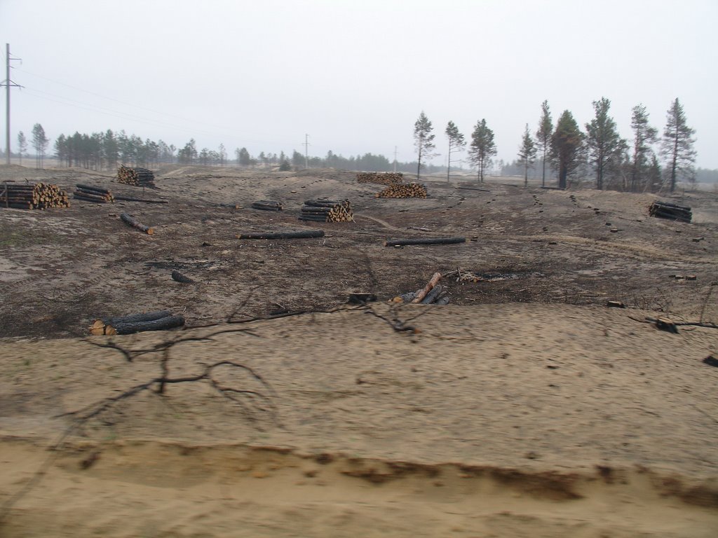 Цюрупинский лес после пожара, Великая Александровка