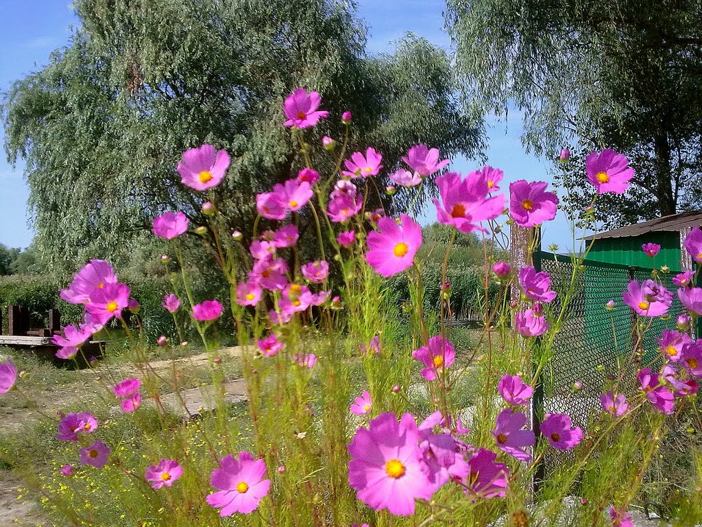 flowers/квіти, Великая Александровка