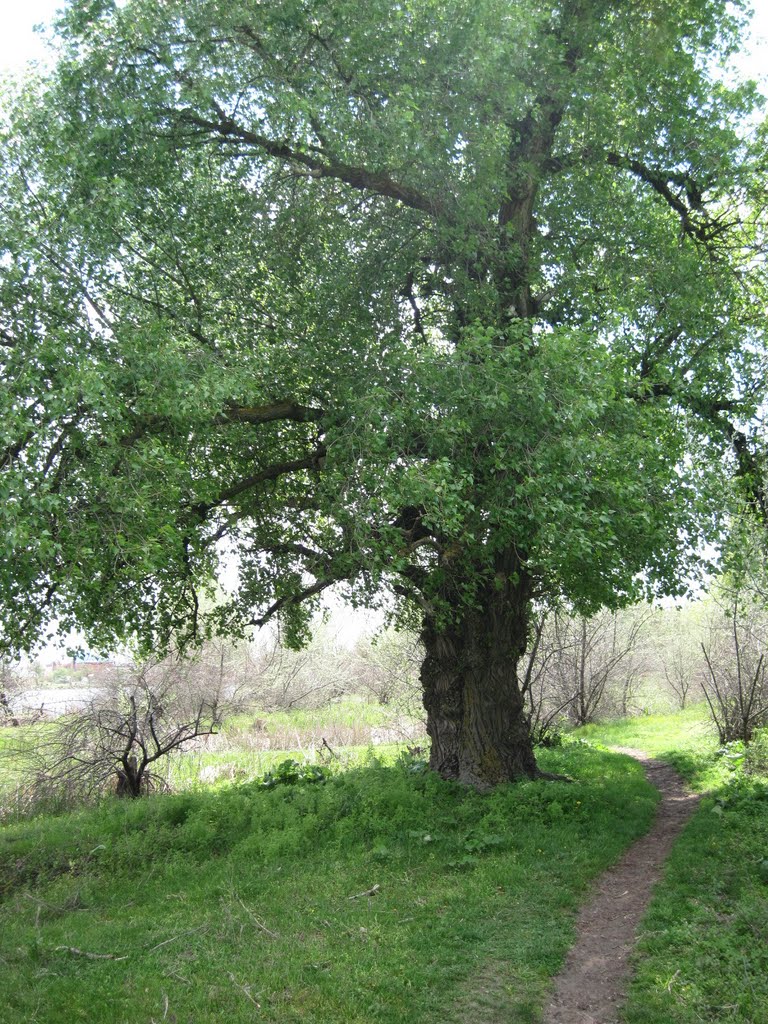 Старый дуб на острове Белогрудовом, Голая Пристань