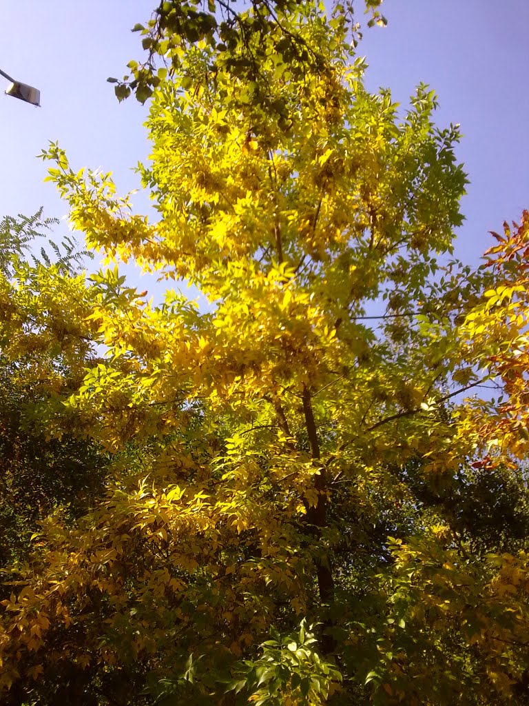 autumn tree, Голая Пристань