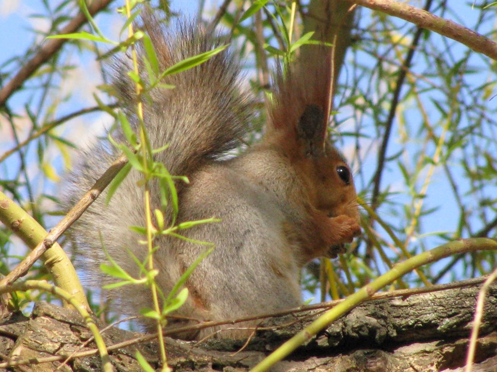 Белка / Squirrel., Горностаевка