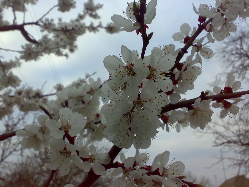 April flowers dress, Каховка