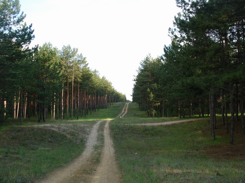 Дорога на лесной просеке, Цюрупинск