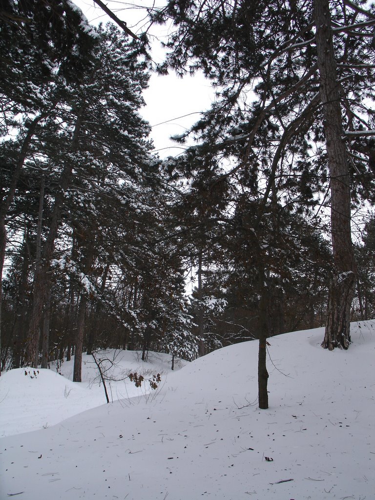 Зимний лес, Цюрупинск