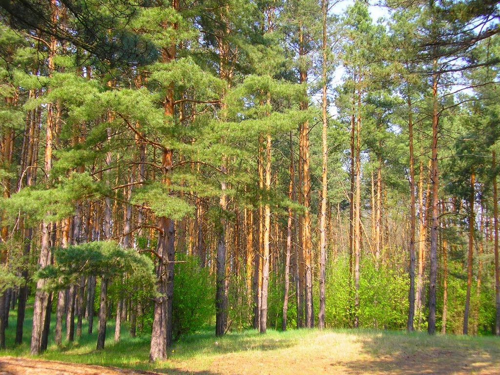Лес / Forest, Цюрупинск