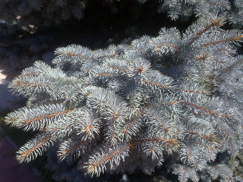 Ветвь голубой ели / Blue spruce branch, Цюрупинск