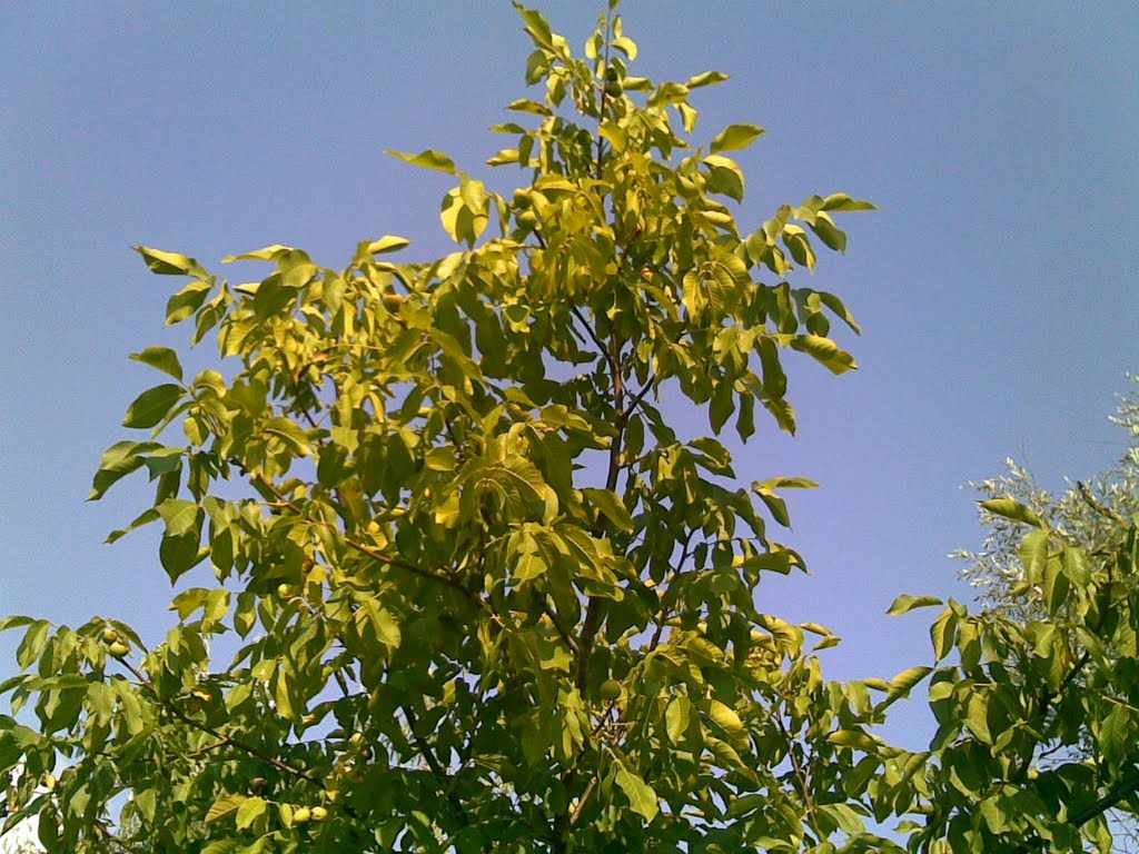 ореховое дерево, Цюрупинск