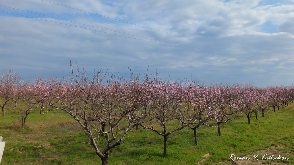 peach garden, Цюрупинск