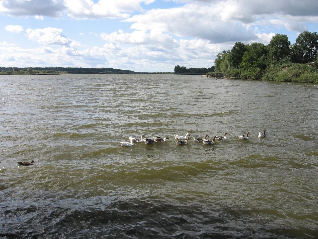 Гуси-лебеди на пруду, Антонины