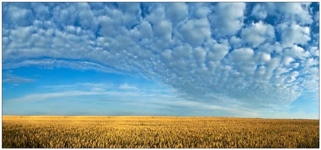 wheat field, Волочиск