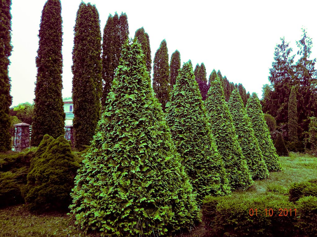 Файні кипариси і туйки посаджені в ЛМГ Нової Ушиці / Сool cypresses and tuyky planted LMG of the New Ushytsya, Новая Ушица