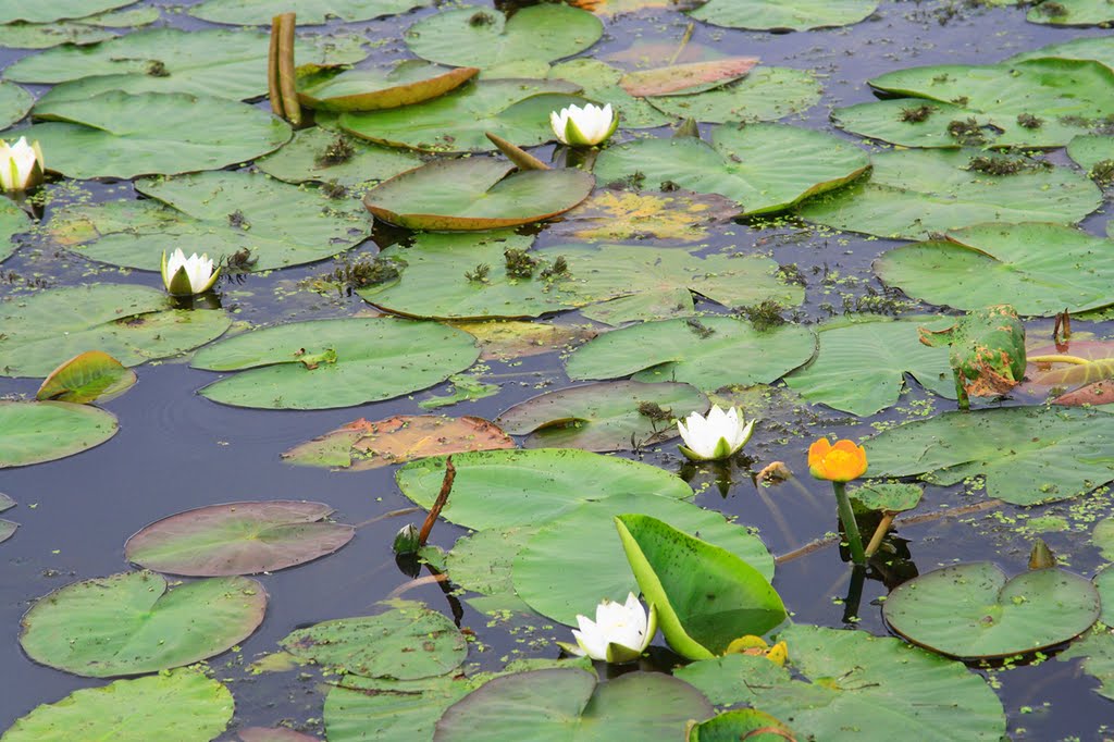 Скачать обои цветы, лилии, водяные, нимфеи, кувшинки, вода, листья, розовый, бел