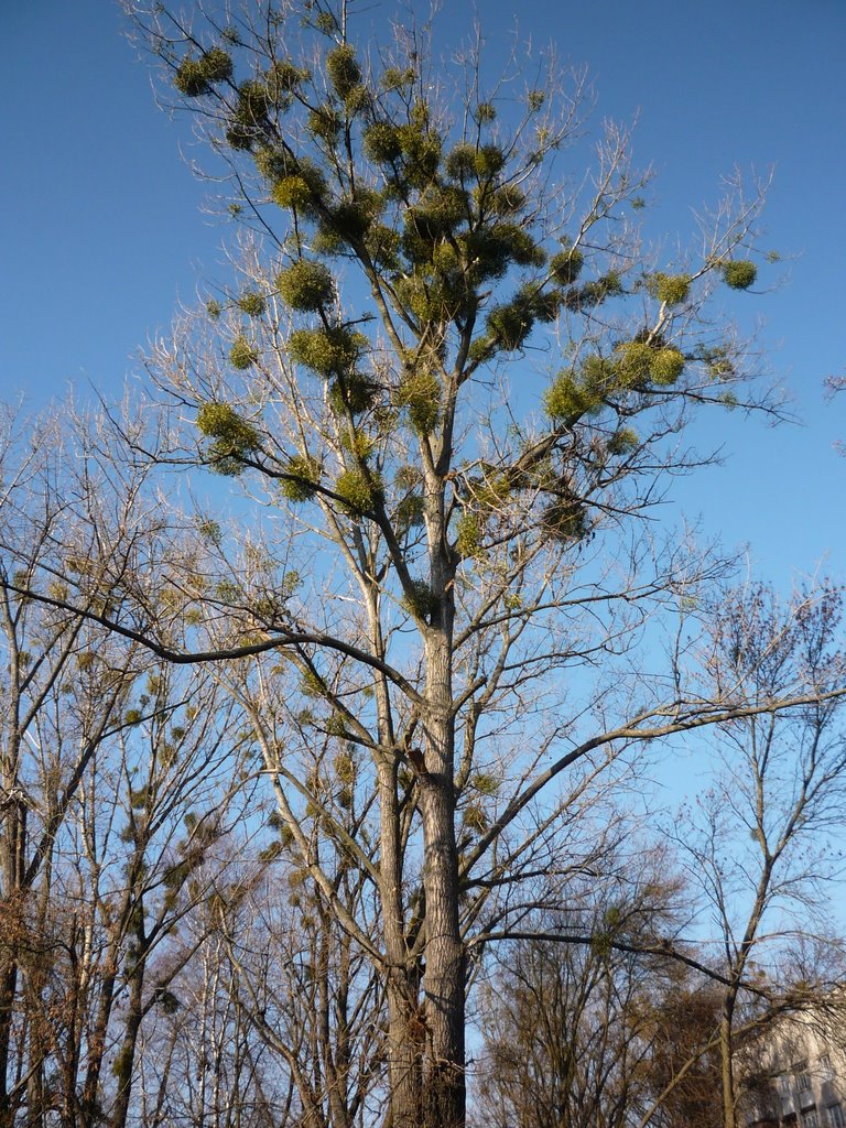 Infected Populus, Славута