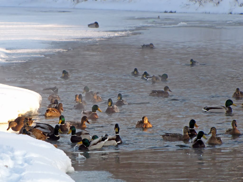 Ducks on frozen South Bug / Утки на Южном Буге - 4, Хмельницкий